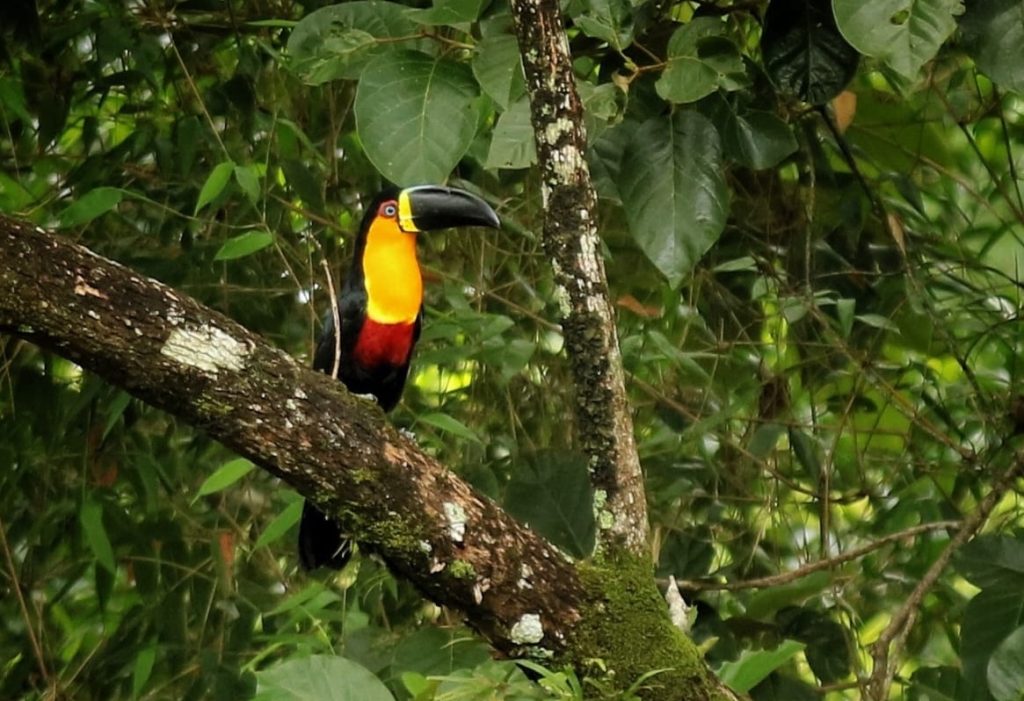 Tucano descansando em uma árvore